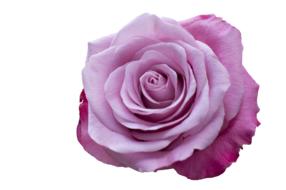 magenta rose on a white background