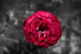 fluffy Red Rose at grey background