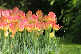 beautiful Tulips blooming in garden