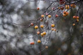 small Apples on bare tree