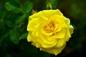 beautiful yellow rose, macro