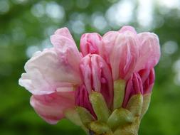 amazing Rhododendron Bud Pink