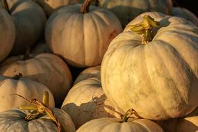 Pumpkin Patch Harvest