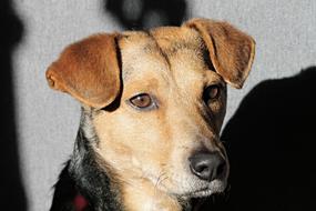 portrait of a dog of a hybrid breed