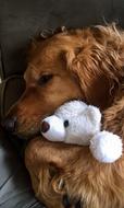 Golden Retriever with teddy