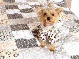 yorkshire terrier Doggy in clothe on bed