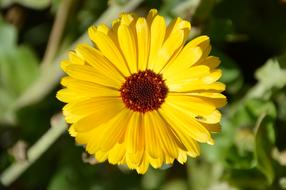 macro photo of yellow gerbera