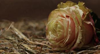 rose bud on dry straw