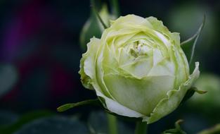 white closed rose bud in the garden