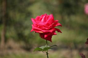 amazingly beautiful pink rose
