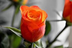 nice oange Rose Blossom