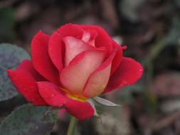 Red Hell Rose