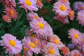 romantic garden flowers
