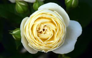macro photo of a white garden rose