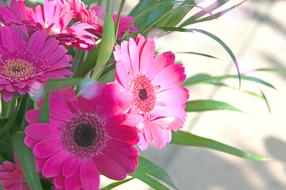 Pink Gerbera flowers, bouquet