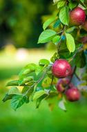 Apple Tree branch with red Fruits