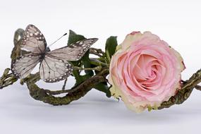 photo of a delicate rose and brown butterfly