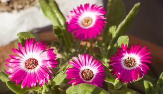 cute garden flowers in a pot