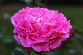 big fluffy Pink Rose with dew drops