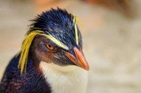 Colorful penguin head with yellow eyebrows at blurred background