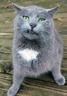 photo of a funny gray cat with green eyes