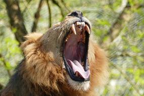 photo of a lion with open mouth and sharp teeth close-up on blurred background