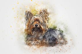 cute yorkie doggy, digital art