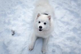 white dog in the frosty winter day