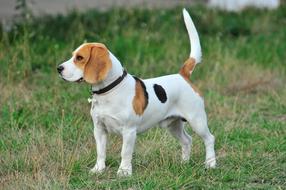 male hunting dog on lawn