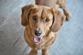 Cute smiling brown dog looking up