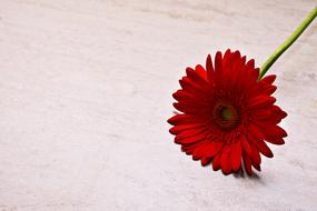 Red gerbera Bloom