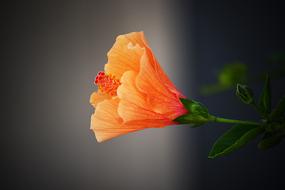 beautiful orange Flower at grey background, digital art