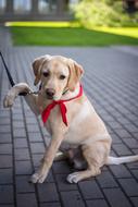 golden Retriever Dog with red scarf sits leashed on pavement