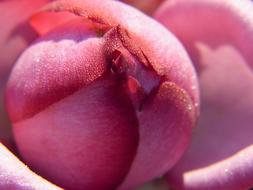 Rose Blossom macro