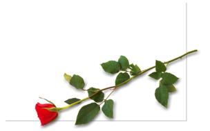 clipart of red rose lies on a white sheet