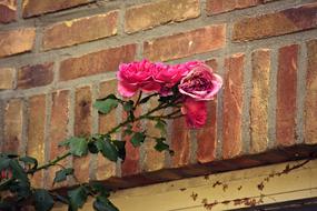 pink Rose Flower wall