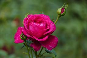 water droplets on a velvet rose bud in the garden