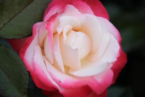 pink Rose with cream color Petals in center