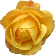 yellow rose bud 3d drawing