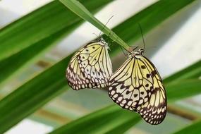 Butterflys Insect