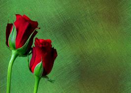 background roses love geen
