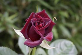 dark red rose on a stem close up