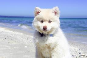 fluffy white poppy on the beach