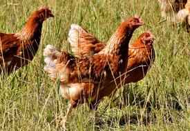 Happy Hens green grass