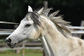 head of grey Horse in corral