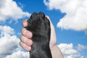 dog paw hand white cloud