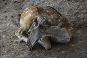 amazing Deer Young Resting