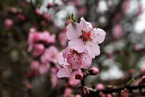 peach Tree close-up on blurred background