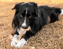 bordercollie puppy lies on a carpet