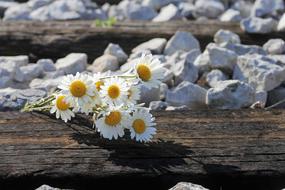 Daisy Bouquet On Railway